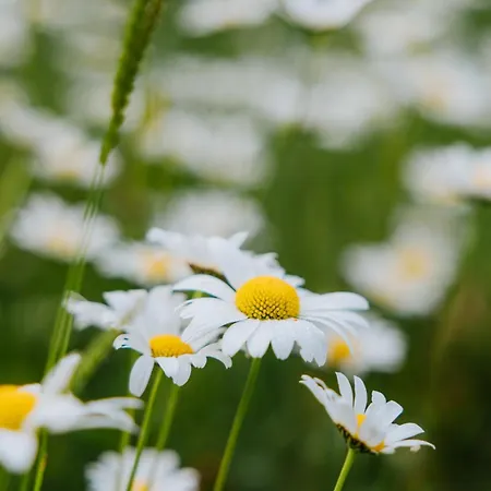 Almblick Daire Sankt Jakob in Defereggen